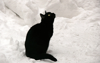 Snowy black cat, sweet, kitten, black, snow, cat, feline HD wallpaper