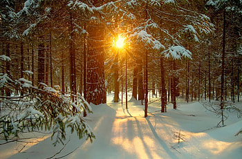 Winter forest, sunshine, rays, winter, woods, sunlight, beautiful, sunrise, snow, trees, nature, lovely, forest HD wallpaper