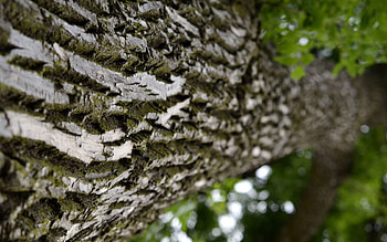Nature, Macro, Wood, Tree, Surface, Bark, Trunk HD wallpaper