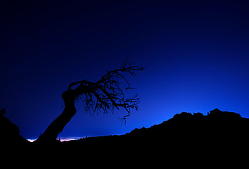 Tree Silhouette Under Azure Sky, tree, silhouette, sky, nature HD wallpaper
