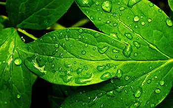 Plants, Leaves HD wallpaper