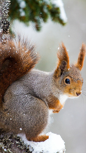 Animal squirrel mobile , Cute squirrel, Animals beautiful, Nature HD phone wallpaper