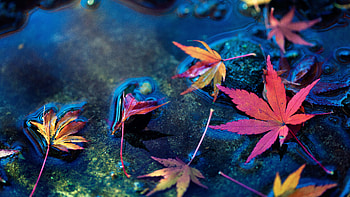 Maple Leafs, leaf, nature HD wallpaper