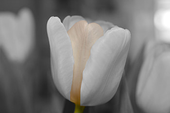 Flower, Macro, Petals, Bud, Blur, Smooth, Tulip HD wallpaper