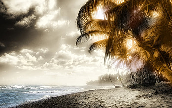 Caribean palm, palms, beaches HD wallpaper