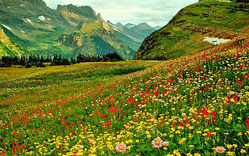 Flowers, beautiful, nature, amazing HD wallpaper