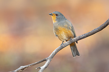 Red-lored whistler (Pachycephala rufogularis) - Nombinnie Nature Reserve, New South Wales, Animal HD wallpaper
