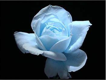 Blue Rose, flower HD wallpaper