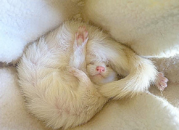 cute thing, cute, funny, animals, nice HD wallpaper