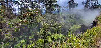 Kilauea Volcano, Hawaii (Active), Volcano, Steam, Hawaii, Kilauea, Trees, Plants HD wallpaper