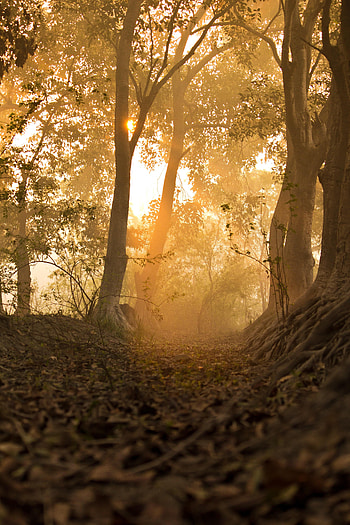 Nature, Trees, Sun, Rays, Beams, Forest, Path HD phone wallpaper