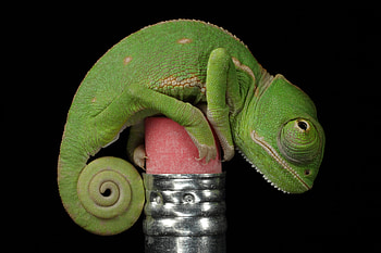 Chameleon, Reptiles, Animal HD wallpaper