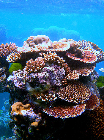 Coral outcrop wonder, Flynn Reef delight, Great Barrier Reef gem, coral reef HD phone wallpaper