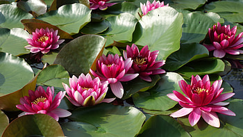 Waterliles, Flowers, Water, Leaves, Nymphs HD wallpaper