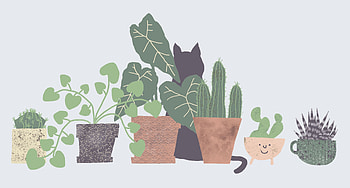 Plants Aesthetic, Succulent Laptop HD wallpaper