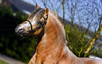 Animals, Brown, Mane, Horse, Team HD wallpaper