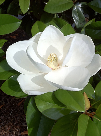 Beautiful magnolias, Pretty flowers, Floral , Magnolia bliss HD phone wallpaper