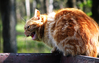 Animals, Cats HD wallpaper