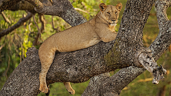 Lioness, animal, cat, lion HD wallpaper