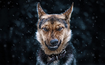 Dog In Snow, dog, animals, snow HD wallpaper