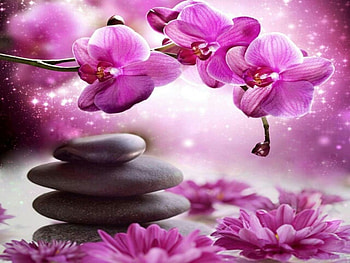 Orchids and stones, Flowers, Stones, Purple, Spa HD wallpaper