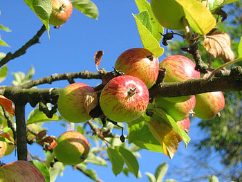 Duchess of Oldenburg, Apple Trees HD wallpaper