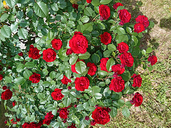 Red roses, Roses, Flowers, Pretty, Red, Beautiful HD wallpaper