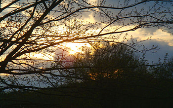 Vague Sunset, graphy, sunsets, other, trees, sky, forests, nature HD wallpaper