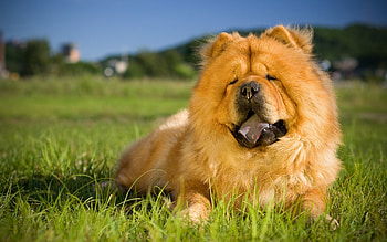 Chow Chow on grass, Furry dog, Green surroundings, Cute pets HD wallpaper