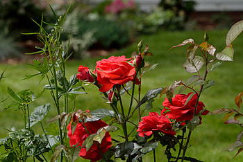 Red Rose Scenery, macro rose, red rose, pretty rose HD wallpaper