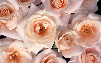 Flowers, Roses, Disbanded, Loose, Buds, Tea, Tea Rooms HD wallpaper