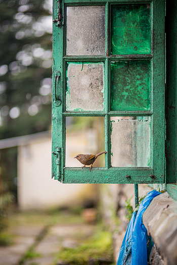 Miscellanea, Miscellaneous, Bird, Blur, Smooth, Window, Shabby, Frame HD phone wallpaper