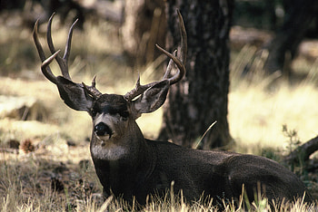 Mule deer, Working group, Western Association of Fish and Wildlife Agencies, Conservation efforts HD wallpaper