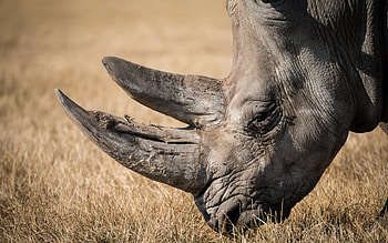 Multiple rhino , Diverse rhino , Rhino compilation, Rhino selection HD wallpaper