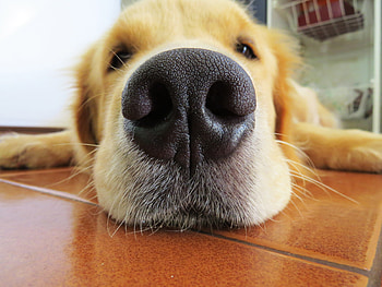 Animals, Dog, Muzzle, Retriever, Nose HD wallpaper