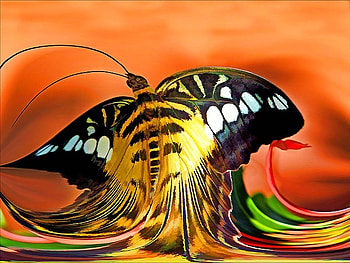BUTTERFLY PAINT, animal, abstract, butterfly, fantasy, other HD wallpaper