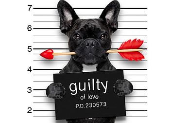 Happy Valentine's Day!, animal, white, black, caine rau, cute, bad dog, valentine, red, funny, card, arrow HD wallpaper