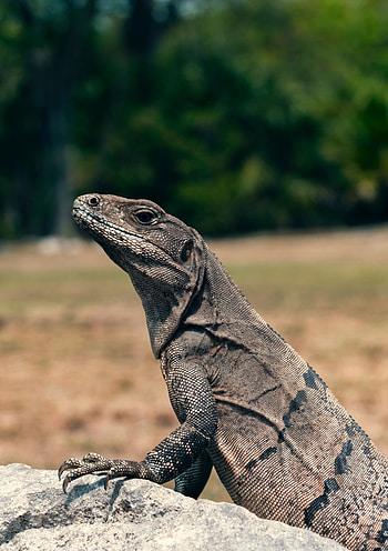 Animals, Eyes, Lizard, Reptile, Head, Scale, Scales HD phone wallpaper
