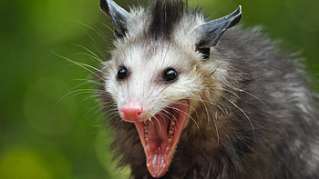 Opossum , High quality HD wallpaper