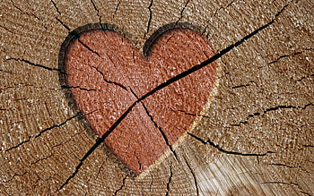 Pink, Love, Wood, Tree, Brown, Heart HD wallpaper