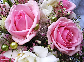 Most beautiful roses for my friends !, white, color, roses, beautiful, my friends, beauty, pink, delicate, nature, flowers, perfume HD wallpaper
