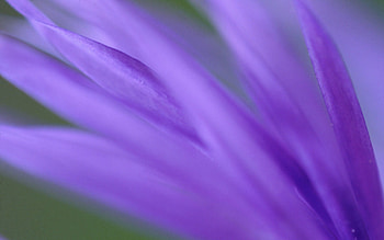 Lilac, Flower, Plant, Macro, Petals, Blur, Smooth HD wallpaper