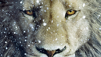 The Chronicles of Narnia: The Voyage of the Dawn Treader (2022) movie HD wallpaper