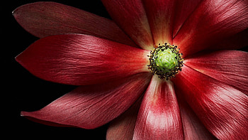 Flower, Macro, Petals HD wallpaper