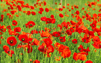 Red, nature, flowers, field HD wallpaper