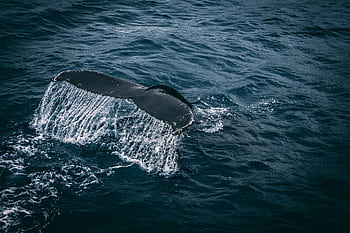 Stunning capture of a whale tail splashing in the deep blue ocean, showcasing marine beauty. HD wallpaper