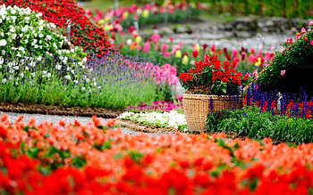 Flower garden enchantment, Captivating blooms, Natural wonders, Serene beauty HD wallpaper