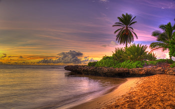 Landscape, Beach, Palms HD wallpaper