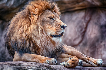 Animals, Lion, Predator, Mane, Wild Cat, Wildcat HD wallpaper