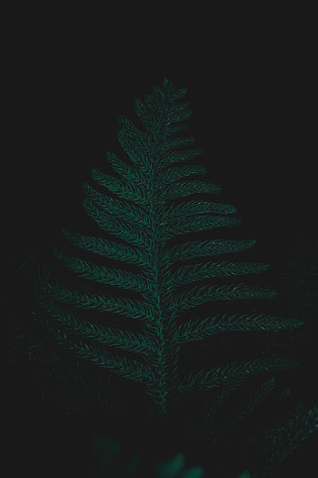 Plant, Dark, Leaf, Sheet, Ostrich Fern HD phone wallpaper